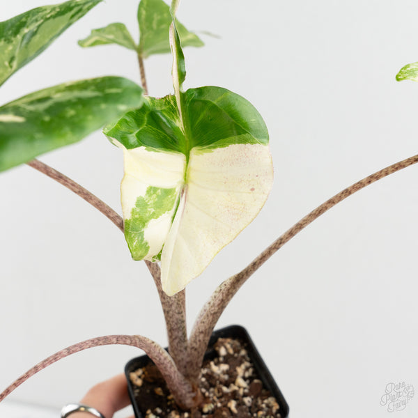 Alocasia Macrorrhiza 'Stingray' Albo Variegated (wk8-UQ)