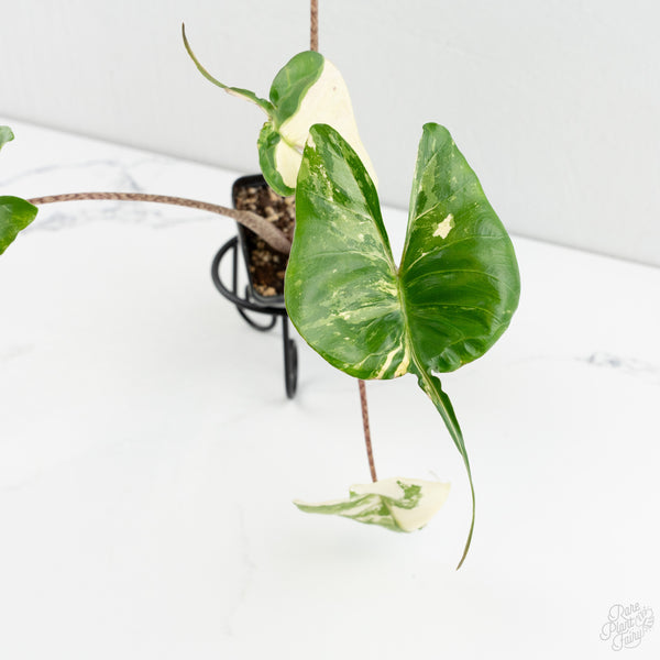 Alocasia Macrorrhiza 'Stingray' Albo Variegated (wk8-UQ)
