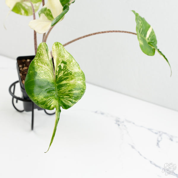 Alocasia Macrorrhiza 'Stingray' Albo Variegated (wk8-UQ)