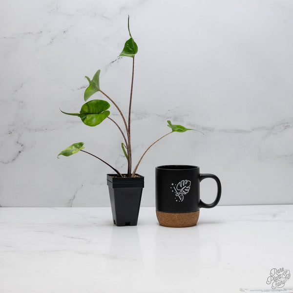 Alocasia Macrorrhiza 'Stingray' Aurea Variegated (wk10-R)