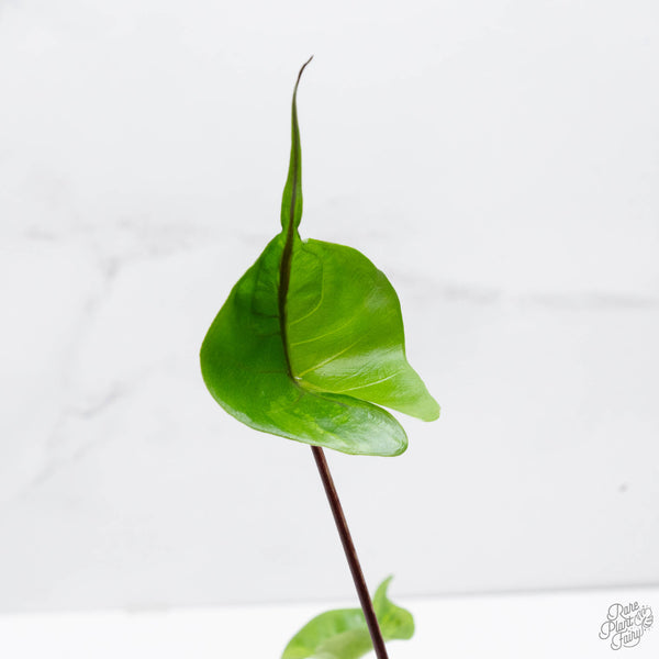 Alocasia Macrorrhiza 'Stingray' Aurea Variegated (wk10-R)