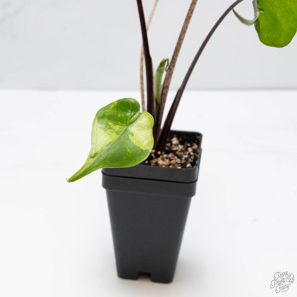 Alocasia Macrorrhiza 'Stingray' Aurea Variegated (wk10-R)