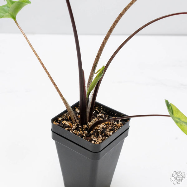 Alocasia Macrorrhiza 'Stingray' Aurea Variegated (wk10-R)