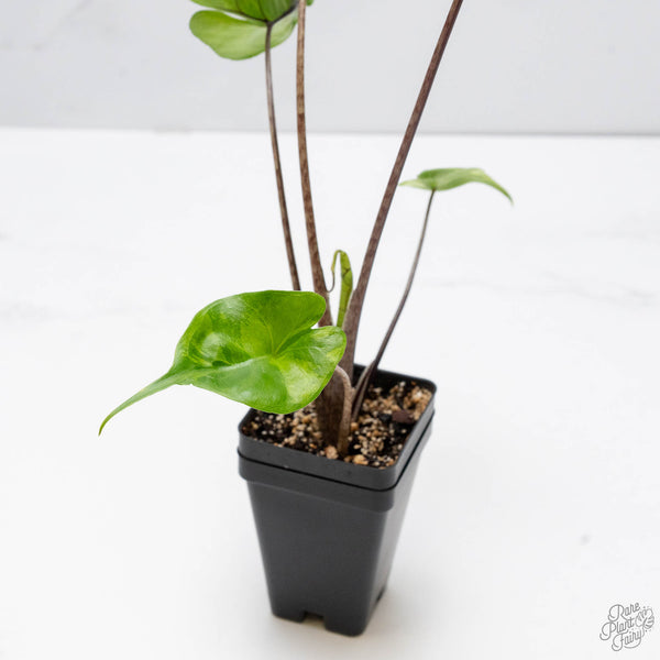 Alocasia Macrorrhiza 'Stingray' Aurea Variegated (wk10-R)