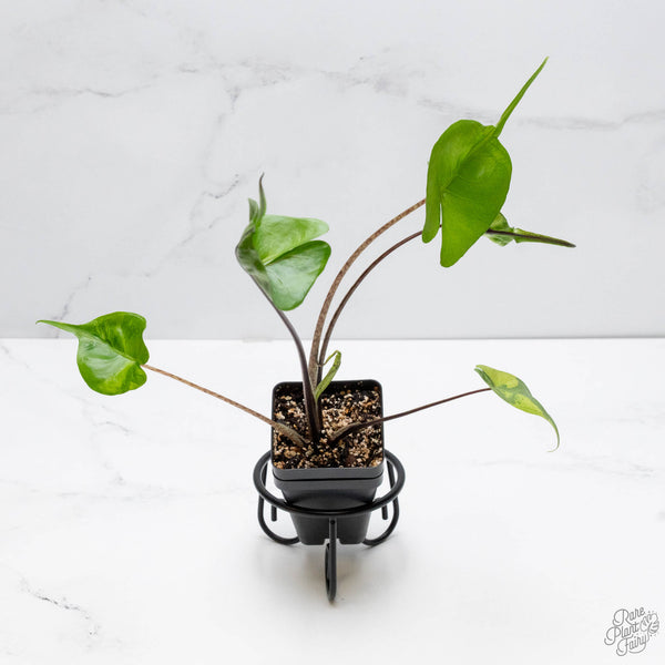 Alocasia Macrorrhiza 'Stingray' Aurea Variegated (wk10-R)