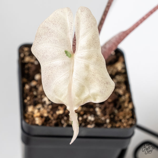 Alocasia Macrorrhiza 'Stingray' Albo Variegated (wk5-Q)