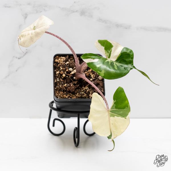 Alocasia Macrorrhiza 'Stingray' Albo Variegated (wk5-Q)