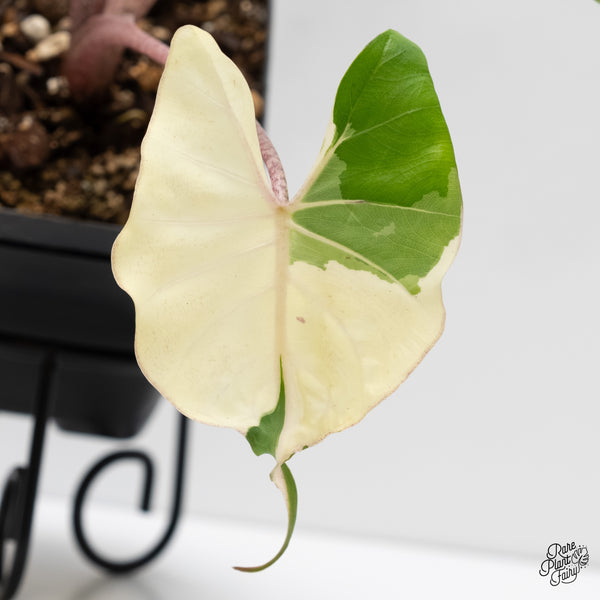 Alocasia Macrorrhiza 'Stingray' Albo Variegated (wk5-Q)