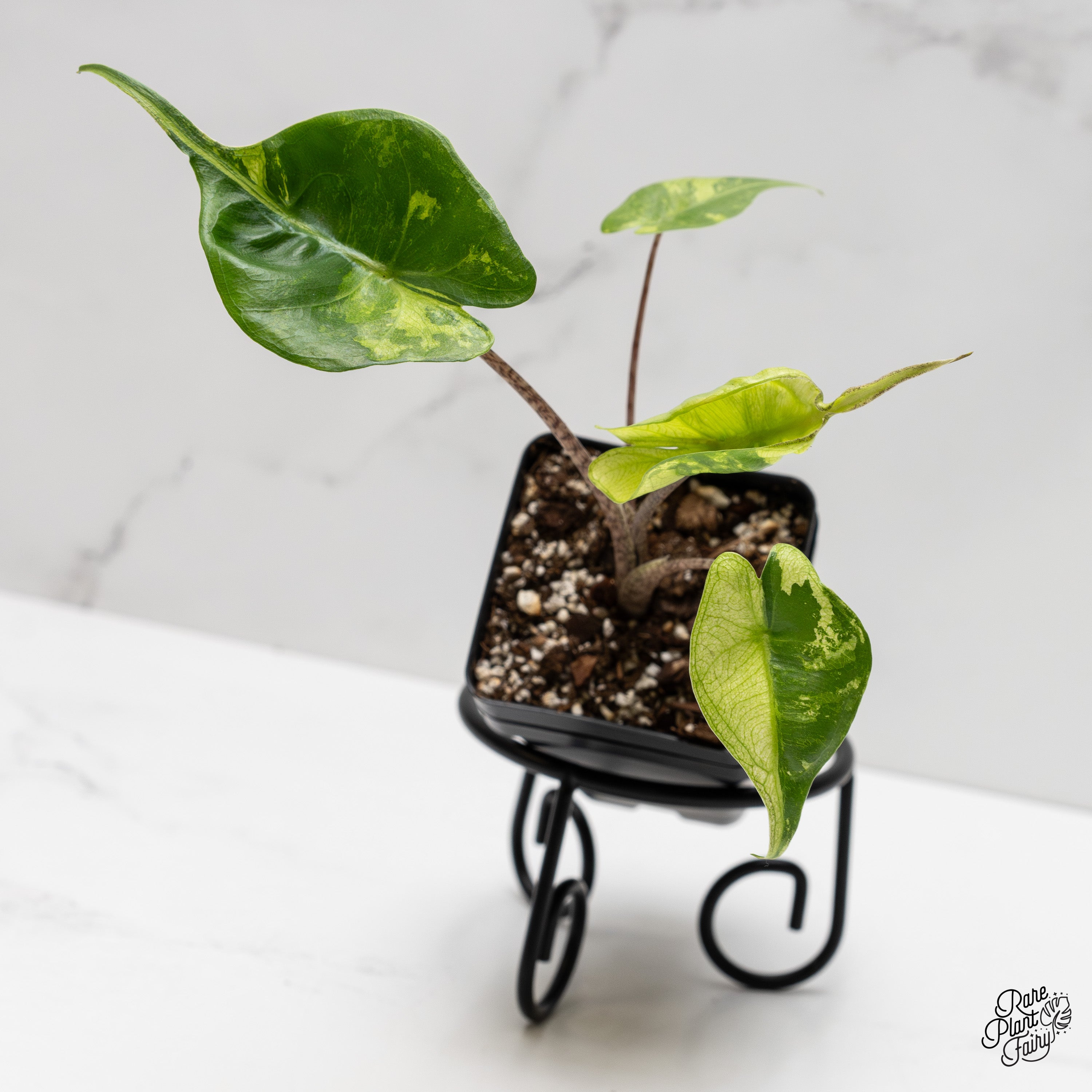 ONEWE Regulus ポラロイド Alocasia Macrorrhiza 'Stingray' Aurea Variegated (wk2-G) – Rare