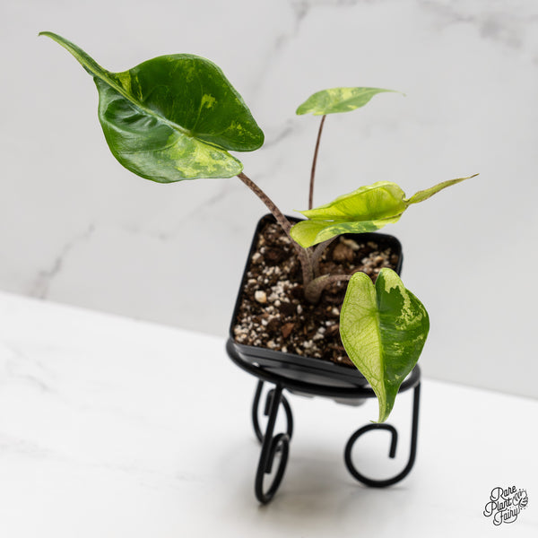 Alocasia Macrorrhiza 'Stingray' Aurea Variegated (wk2-G)