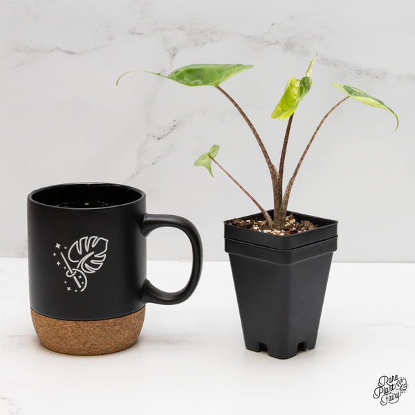 Alocasia Macrorrhiza 'Stingray' Aurea Variegated (wk2-G)