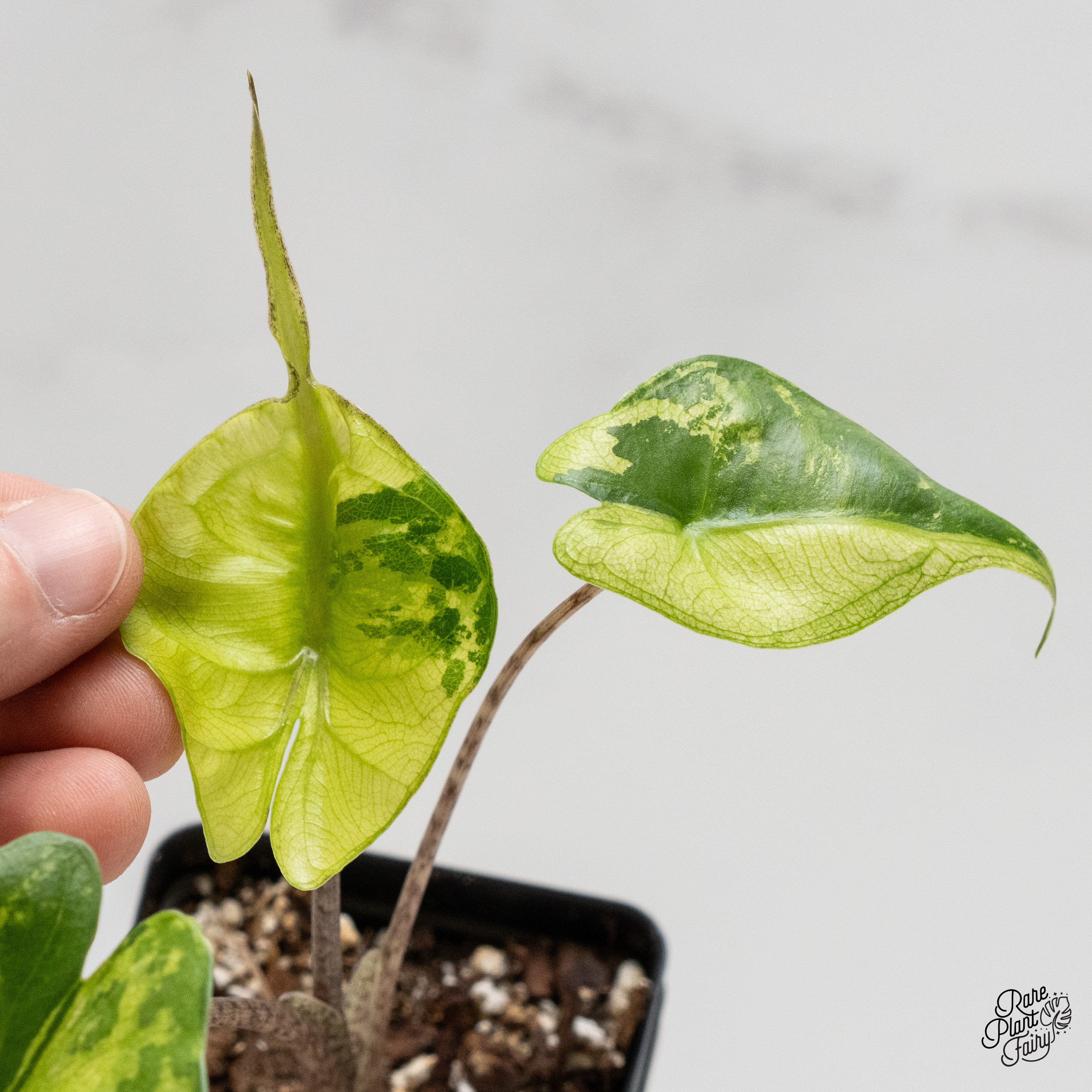 Alocasia Macrorrhiza 'Stingray' Aurea Variegated (wk2-G) – Rare