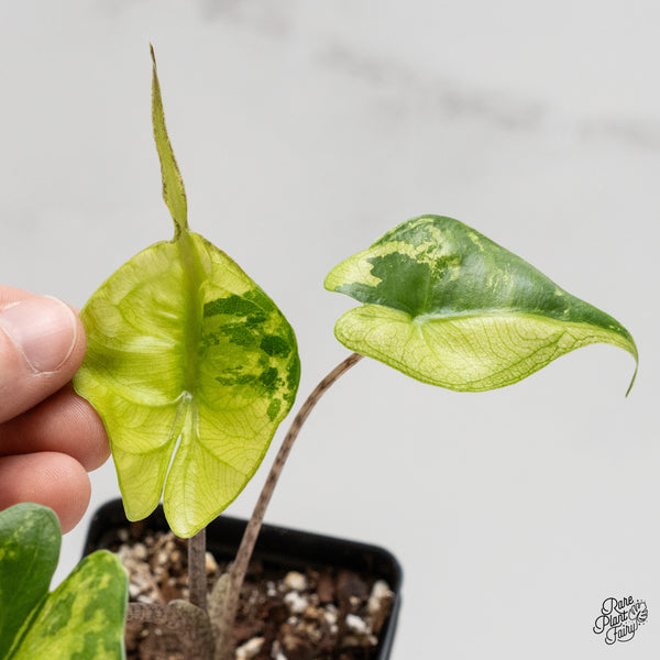 Alocasia Macrorrhiza 'Stingray' Aurea Variegated (wk2-G)