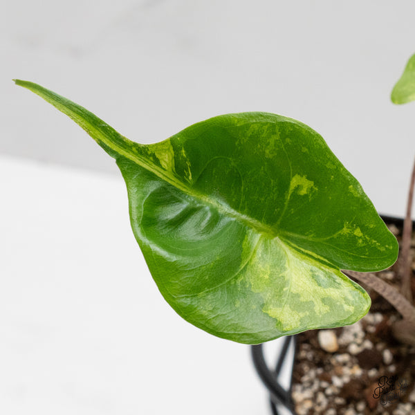 Alocasia Macrorrhiza 'Stingray' Aurea Variegated (wk2-G)