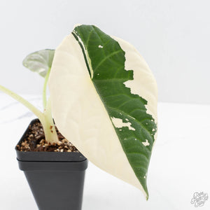 Alocasia Maharani Albo Variegated (wk24-H) *Corming Size*