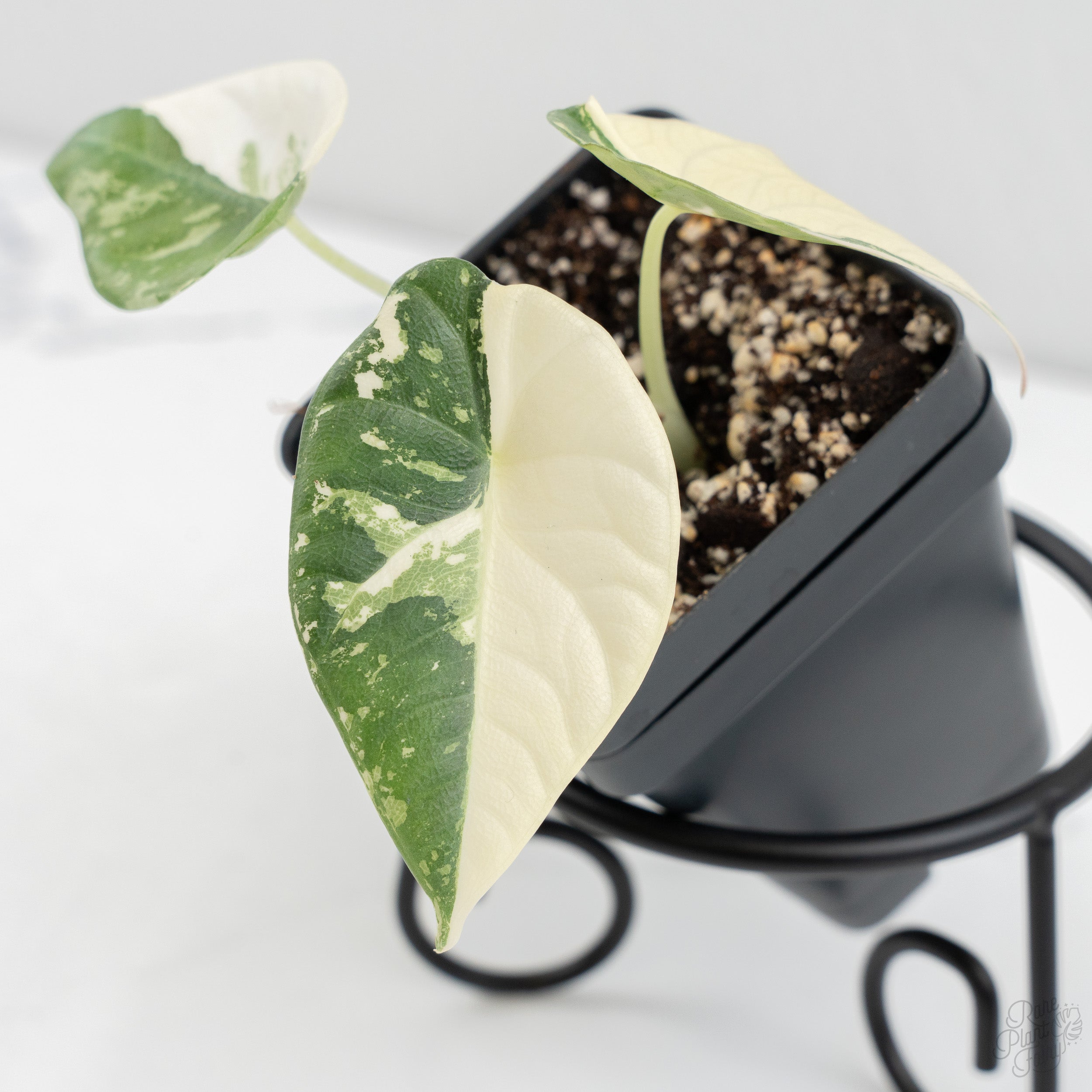 Alocasia Maharani Albo Variegated (wk9-A) – Rare Plant Fairy
