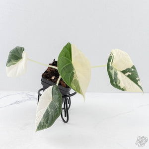 Alocasia Maharani Albo Variegated (wk28-J)