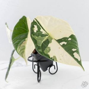 Alocasia Maharani Albo Variegated (wk28-J)