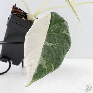 Alocasia Maharani Albo Variegated (wk28-J)