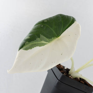 Alocasia Maharani Albo Variegated (wk28-J)