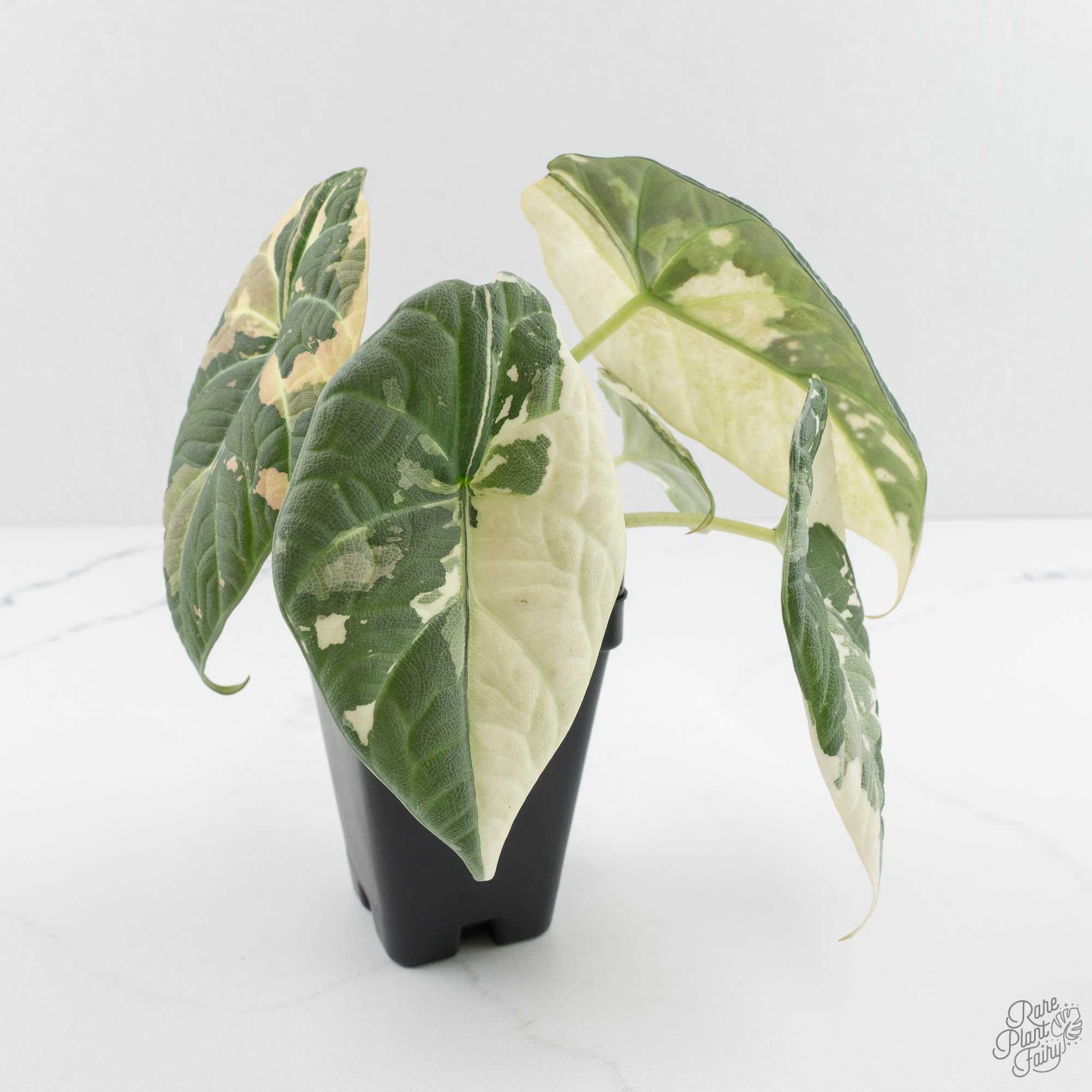 Alocasia Maharani Albo Variegated (wk14-H) *Corming Size* – Rare
