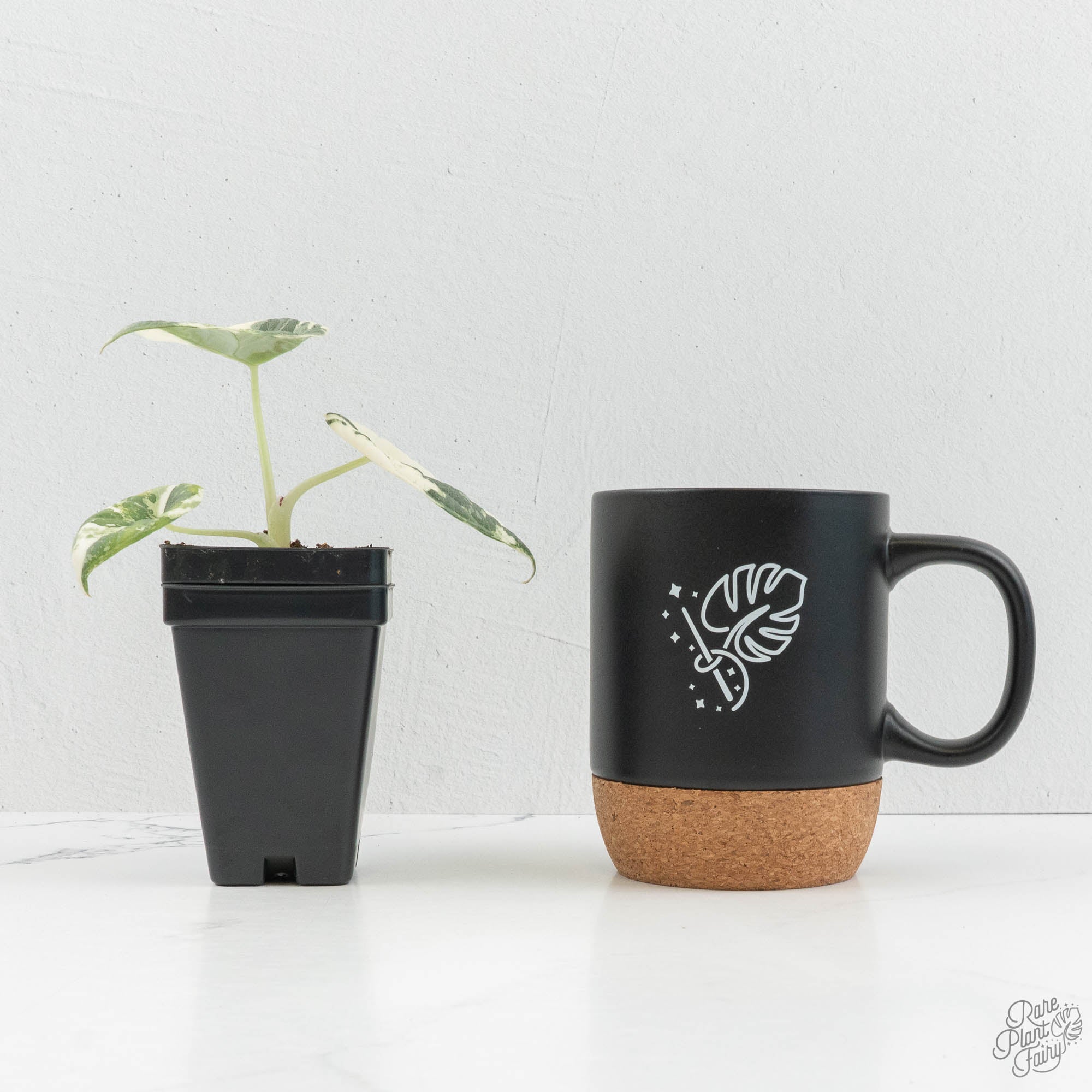Alocasia Maharani Albo Variegated (wk15-K) – Rare Plant Fairy