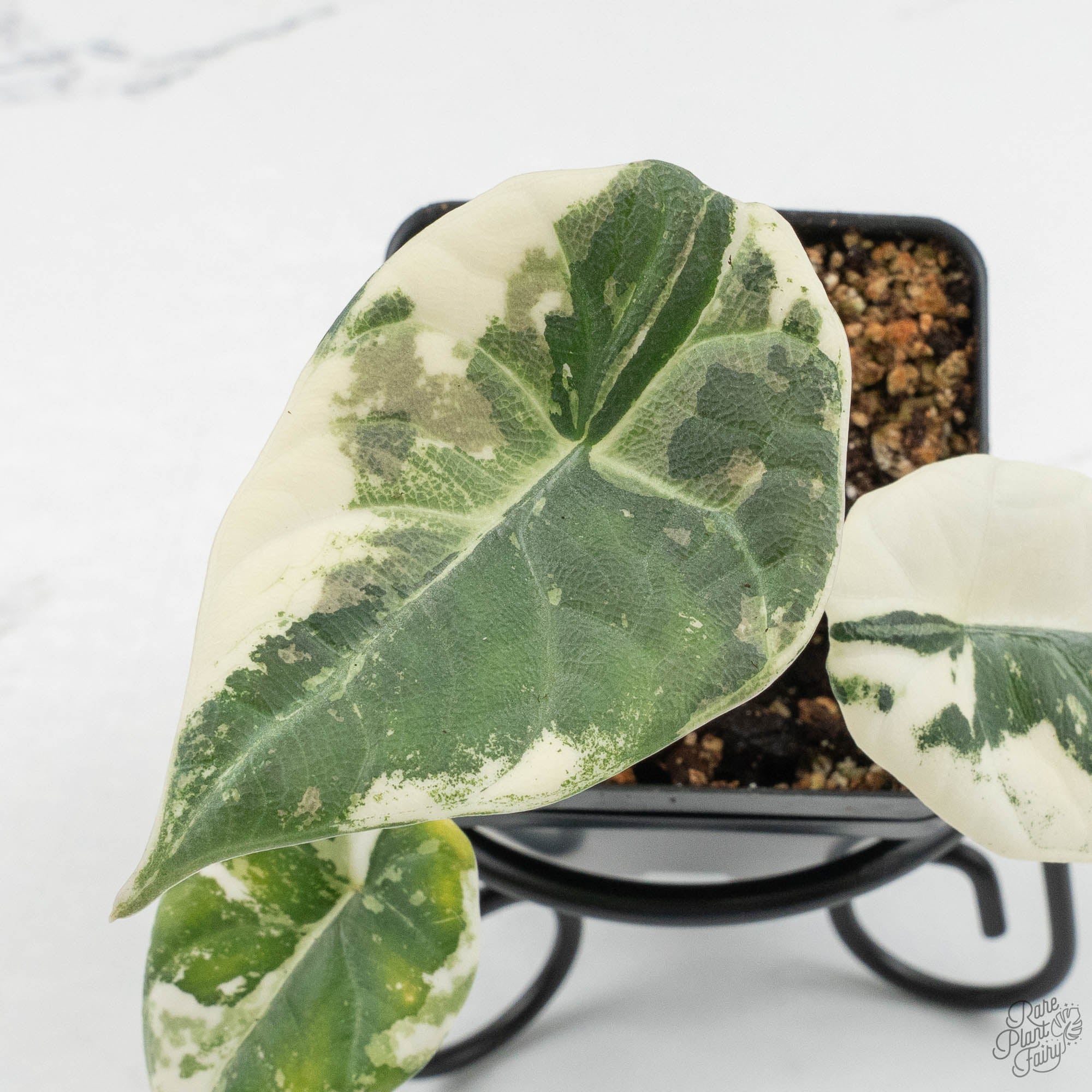Alocasia Maharani Albo Variegated (wk15-K) – Rare Plant Fairy