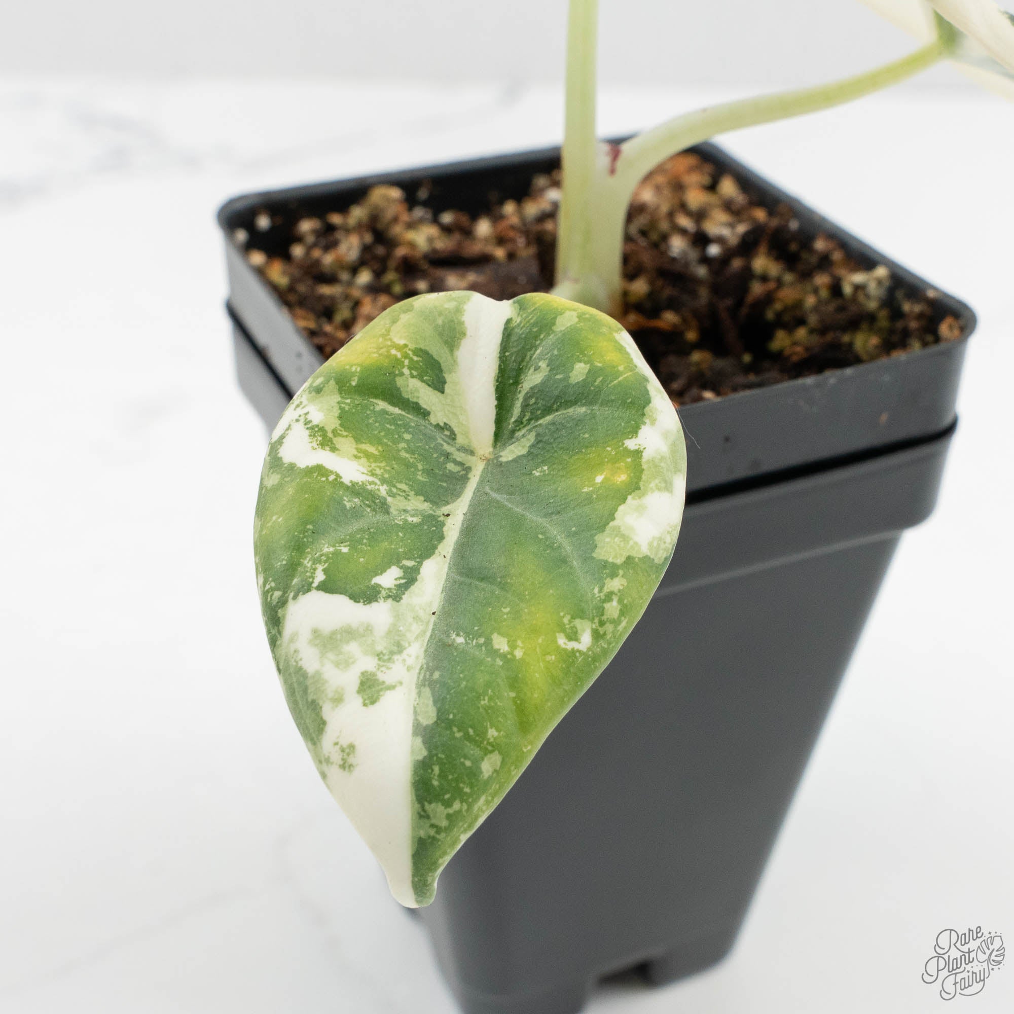 Alocasia Maharani Albo Variegated (wk15-K) – Rare Plant Fairy