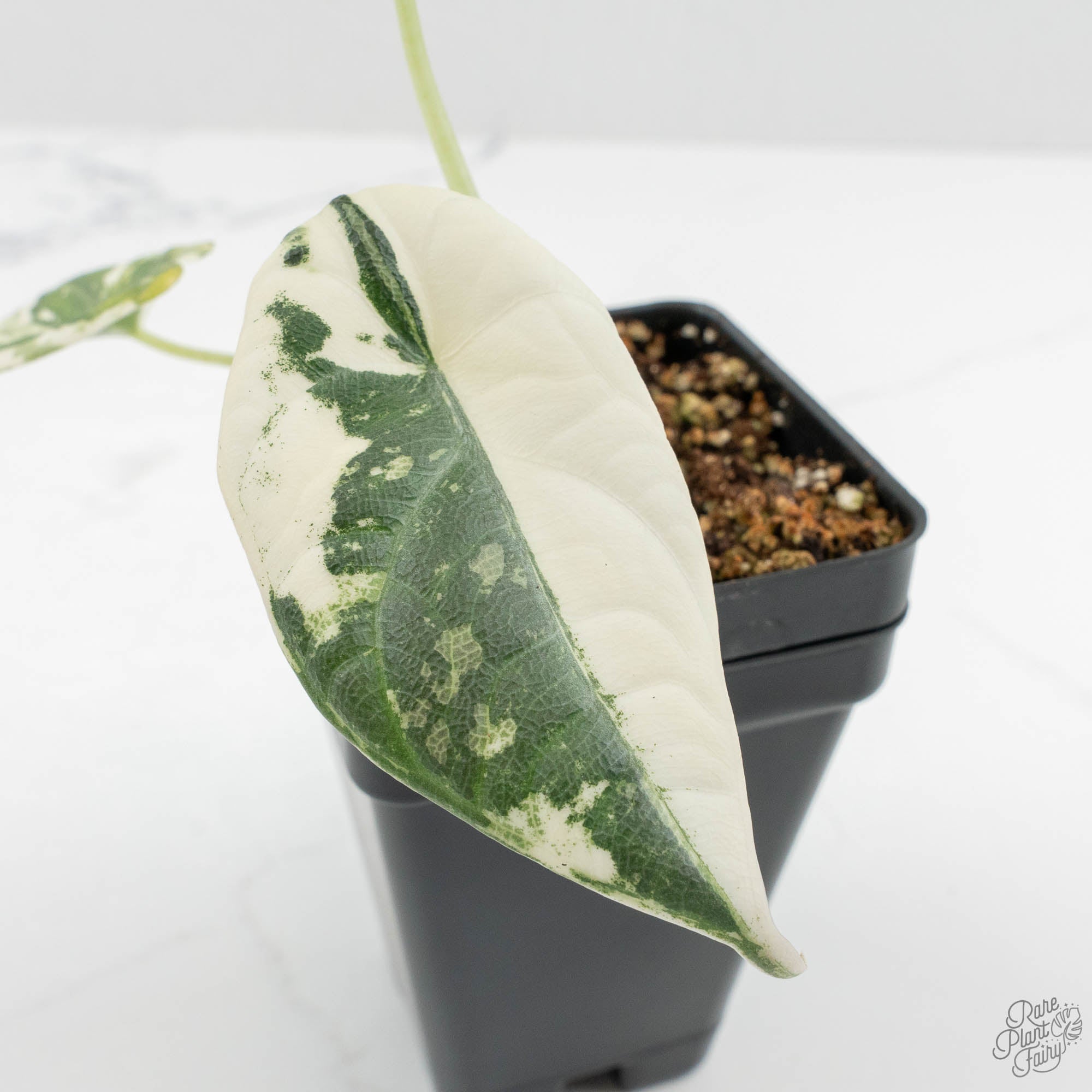 Alocasia Maharani Albo Variegated (wk15-K) – Rare Plant Fairy
