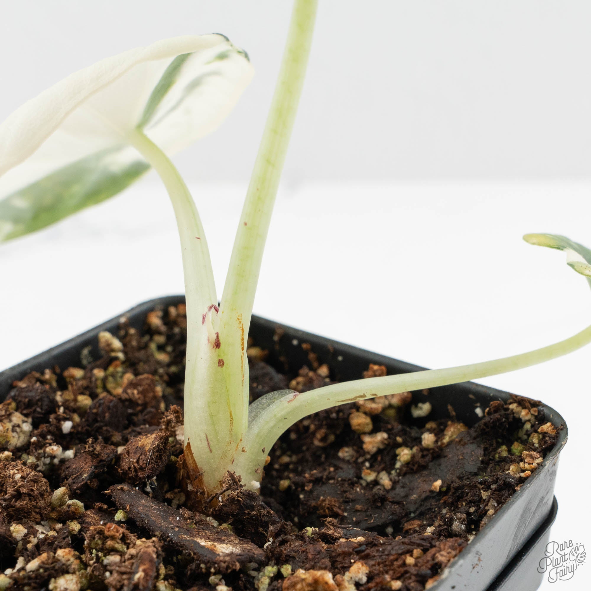Alocasia Maharani Albo Variegated (wk15-K) – Rare Plant Fairy