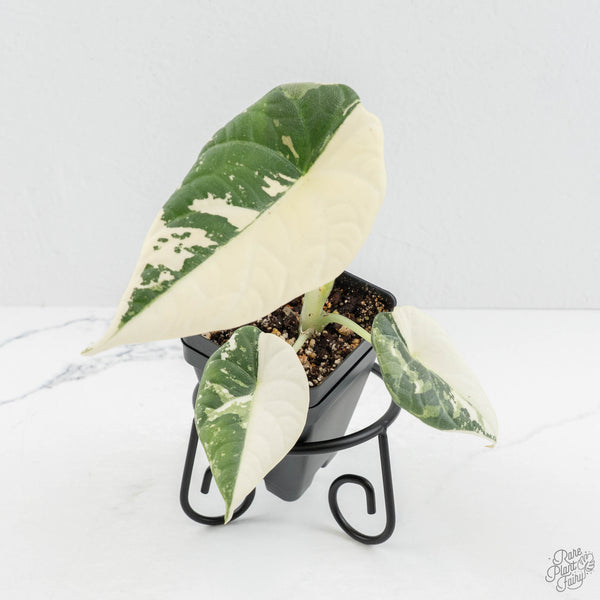 Alocasia Maharani Albo Variegated (wk18-C)