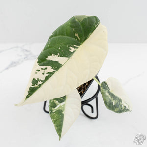 Alocasia Maharani Albo Variegated (wk18-C)