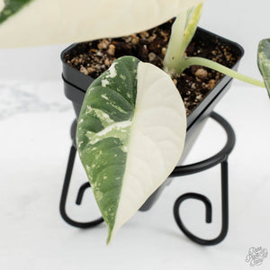 Alocasia Maharani Albo Variegated (wk18-C)
