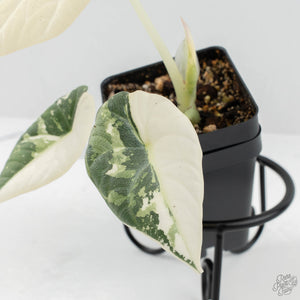 Alocasia Maharani Albo Variegated (wk18-C)