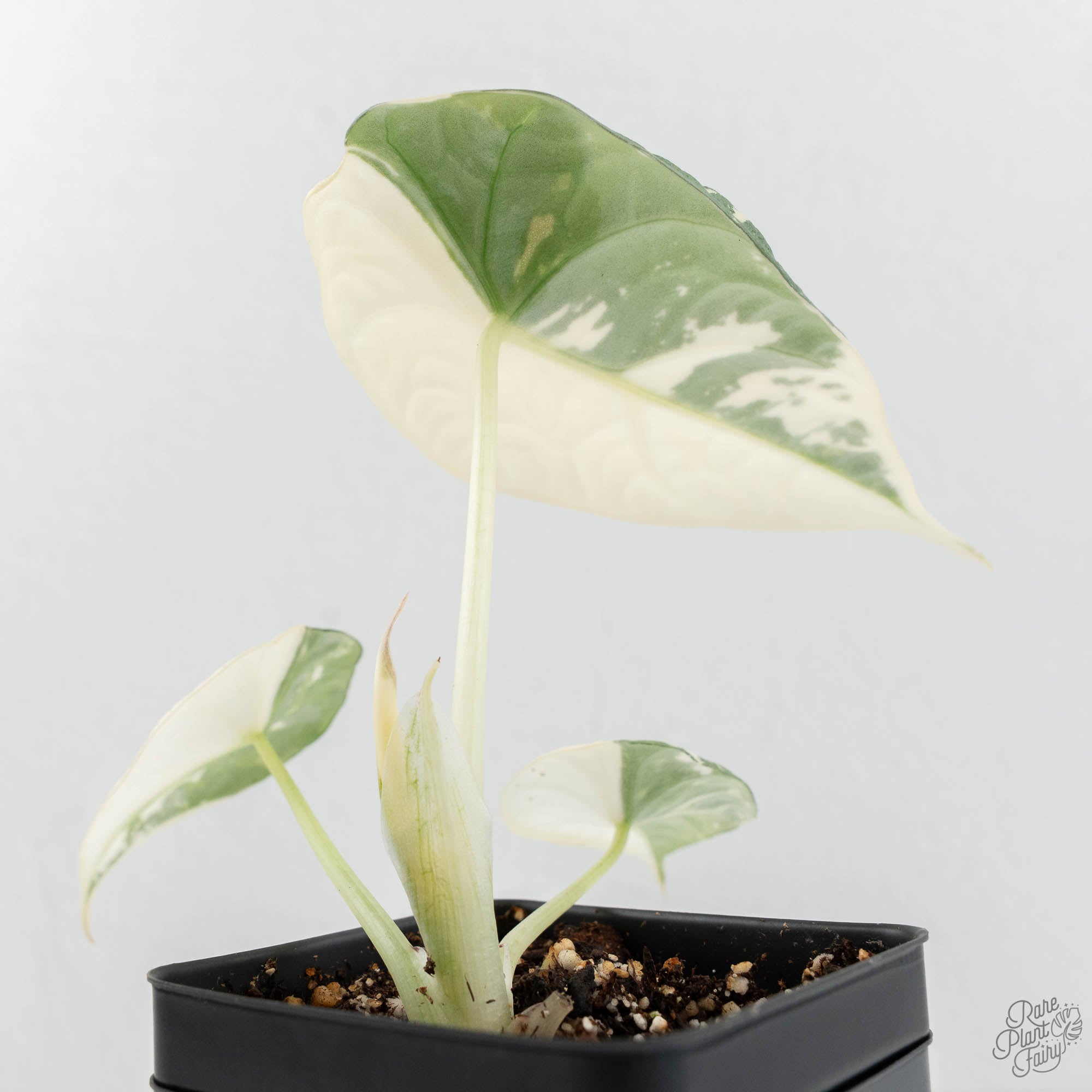 Alocasia Maharani Albo Variegated (wk18-C) – Rare Plant Fairy