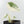 Alocasia Maharani Albo Variegated (wk18-C)
