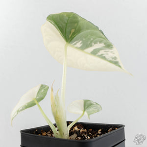 Alocasia Maharani Albo Variegated (wk18-C)