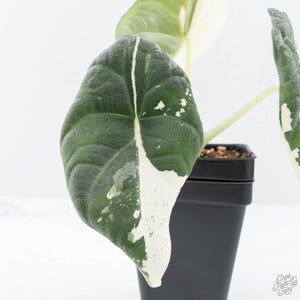 Alocasia Maharani Albo Variegated (wk20-O)