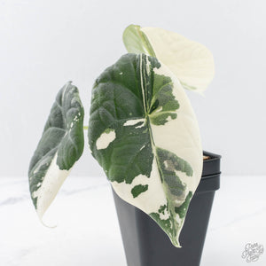 Alocasia Maharani Albo Variegated (wk20-O)