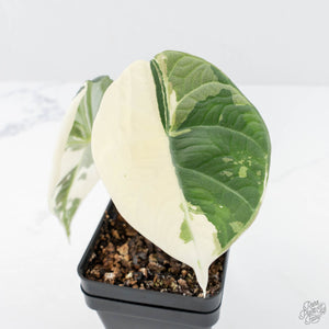 Alocasia Maharani Albo Variegated (wk20-O)