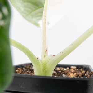 Alocasia Maharani Albo Variegated (wk20-O)