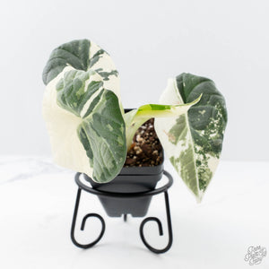 Alocasia Maharani Albo Variegated (wk21-L)