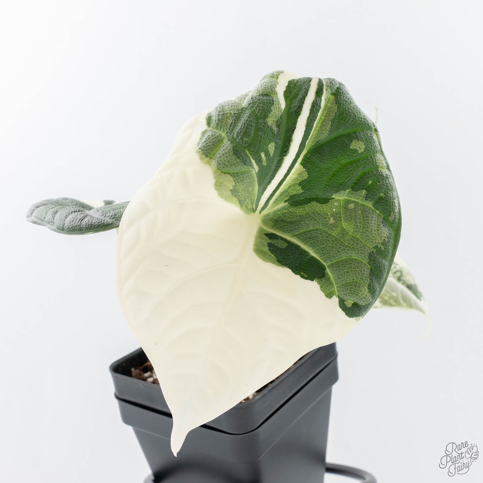 マハラニ アルボ　現時点 斑少なめ alocasia maharani albo AlocasiaMaharaniAlbo.heic?v=