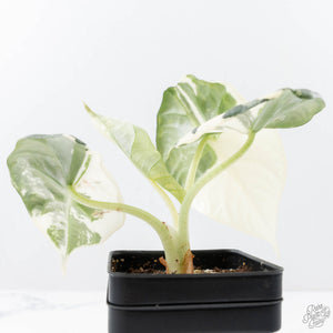 Alocasia Maharani Albo Variegated (wk21-L)