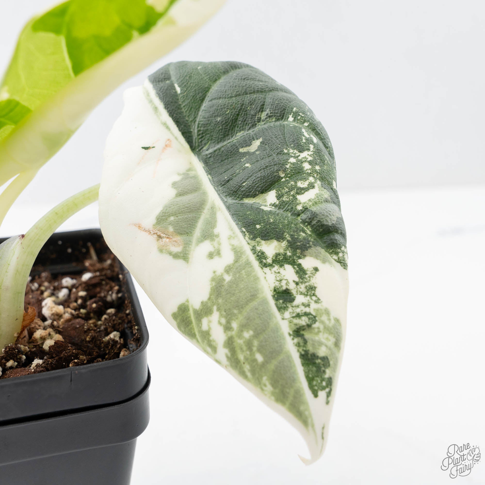 マハラニ アルボ　現時点 斑少なめ alocasia maharani albo Alocasia Maharani Albo Variegated – Zero's Plants