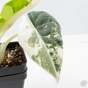 Alocasia Maharani Albo Variegated (wk21-L)