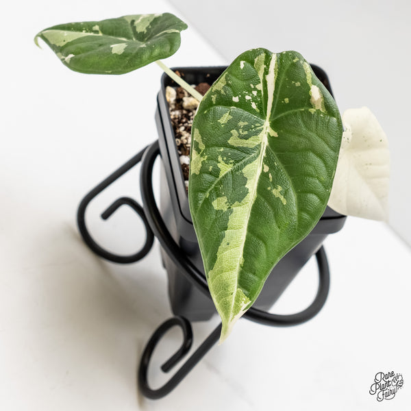Alocasia Maharani Albo Variegated (wk3-I)