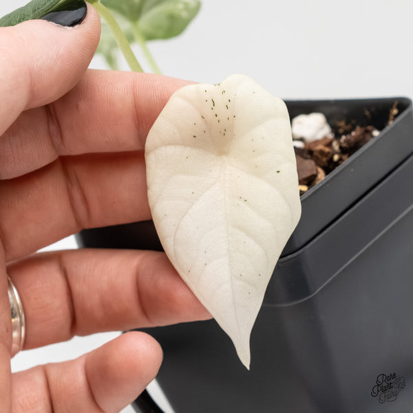 Alocasia Maharani Albo Variegated (wk3-I)