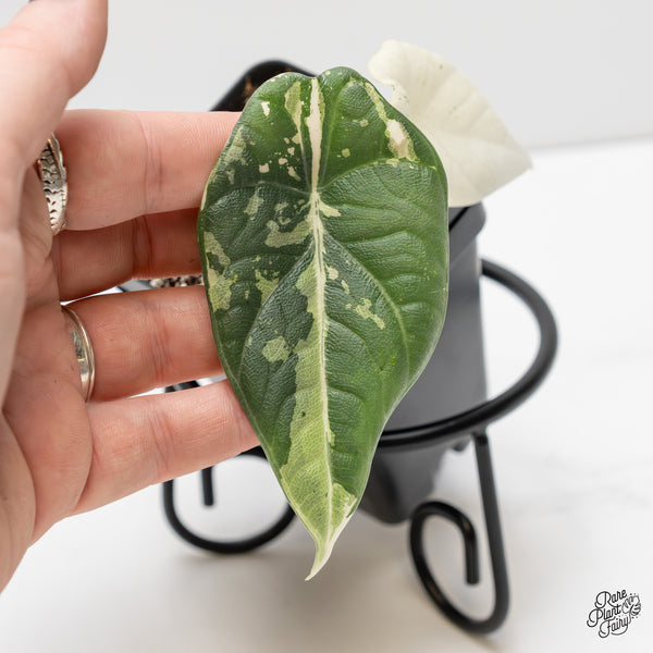 Alocasia Maharani Albo Variegated (wk3-I)
