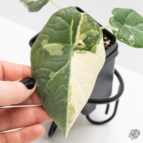 Alocasia Maharani Albo Variegated (wk3-Q)